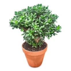 Crassula Ovata - Jade Plant 23 Crassula Ovata - Jade Plant -Plant Promotion Store Crassula ovata 50x115cm