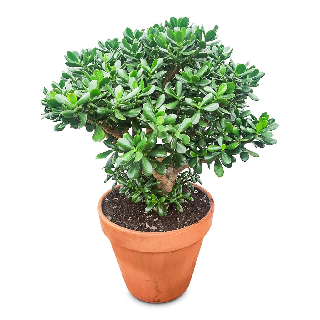 Crassula Ovata - Jade Plant 12 Crassula Ovata - Jade Plant - Image 10
