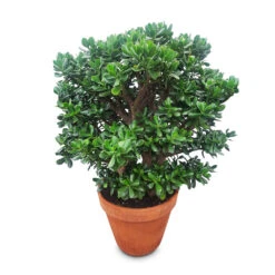 Crassula Ovata - Jade Plant 22 Crassula Ovata - Jade Plant -Plant Promotion Store Crassula ovata 50x130cm