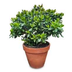 Crassula Ovata - Jade Plant 24 Crassula Ovata - Jade Plant -Plant Promotion Store Crassula ovata 50x95cm