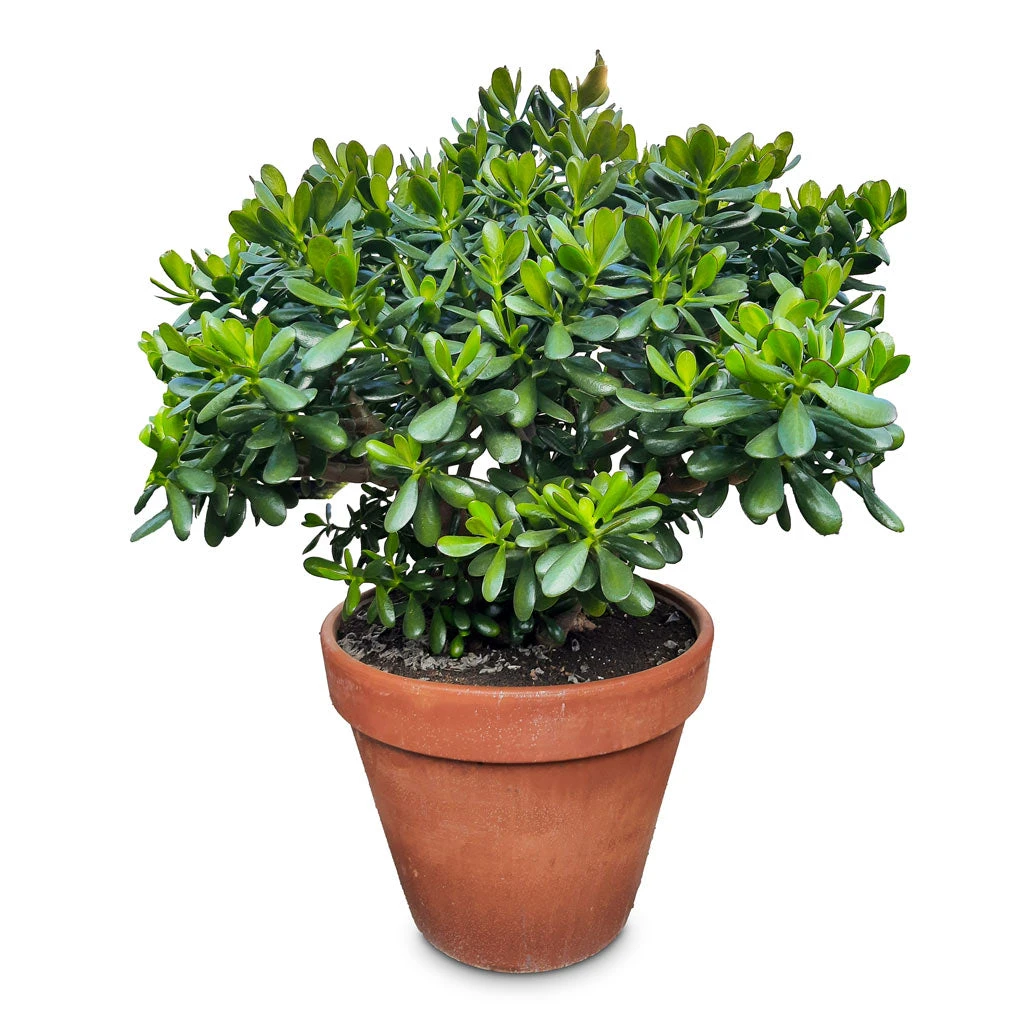 Crassula Ovata - Jade Plant 13 Crassula Ovata - Jade Plant - Image 11
