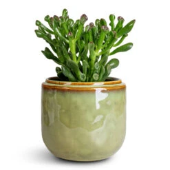 Mabel Plant Pot - Sage 12 Mabel Plant Pot - Sage -Plant Promotion Store Crassula ovata Gollum 12x25cm Mabel Pot Sage 15x13cm
