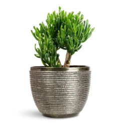 Elise Metal Plant Pot - Green 18 Elise Metal Plant Pot - Green -Plant Promotion Store Crassula ovata Gollum 17x25cm Elise Metal Pot Green 21x16cm
