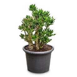 Crassula Ovata Gollum - Jade Plant 23 Crassula Ovata Gollum - Jade Plant -Plant Promotion Store Crassula ovata Gollum 35x70cm