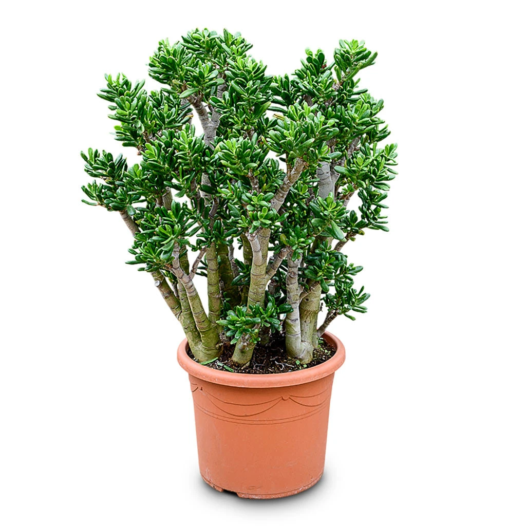 Crassula Ovata Gollum - Jade Plant 12 Crassula Ovata Gollum - Jade Plant - Image 10