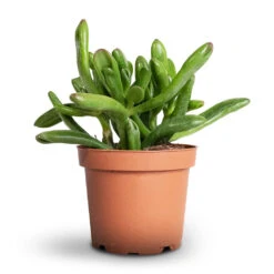 Crassula Ovata Gollum - Jade Plant 17 Crassula Ovata Gollum - Jade Plant -Plant Promotion Store Crassula ovata Gollum Jade Plant 12x25cm 1