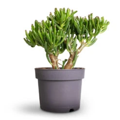 Crassula Ovata Gollum - Jade Plant 18 Crassula Ovata Gollum - Jade Plant -Plant Promotion Store Crassula ovata Gollum Jade Plant 17x25cm 1
