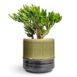 Marlijn Plant Pot - Thyme 35 Marlijn Plant Pot - Thyme -Plant Promotion Store Crassula ovata Gollum Jade Plant 17x25cm Marlijn Plant Pot Thyme 24x23cm 1