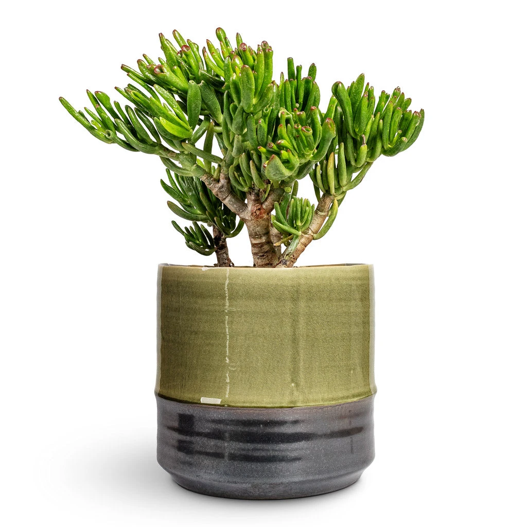 Marlijn Plant Pot - Thyme 16 Marlijn Plant Pot - Thyme - Image 14
