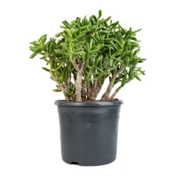 Crassula Ovata Gollum - Jade Plant 20 Crassula Ovata Gollum - Jade Plant -Plant Promotion Store Crassula ovata Gollum Jade Plant 30x50cm