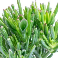 Crassula Ovata Gollum - Jade Plant 15 Crassula Ovata Gollum - Jade Plant -Plant Promotion Store Crassula ovata Gollum Jade Plant Leaves