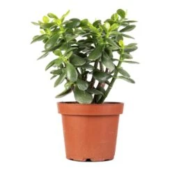 Crassula Ovata - Jade Plant 21 Crassula Ovata - Jade Plant -Plant Promotion Store Crassula ovata Jade Plant 14x30cm