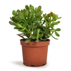 Crassula Ovata - Jade Plant 18 Crassula Ovata - Jade Plant -Plant Promotion Store Crassula ovata Jade Plant 17x35cm