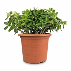 Crassula Ovata - Jade Plant 20 Crassula Ovata - Jade Plant -Plant Promotion Store Crassula ovata Jade Plant 30x50cm 2 5acb63f4 df34 4de0 ade7 02c17b2f3dfc
