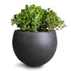 Crassula Ovata - Jade Plant 2 Crassula Ovata - Jade Plant -Plant Promotion Store Crassula ovata Jade Plant 30x50cm Raindrop Globe Planter Anthracite 42x30cm