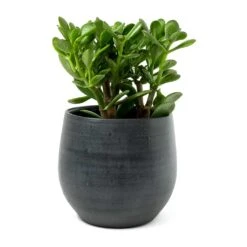 Esra Plant Pot - Graphite 33 Esra Plant Pot - Graphite -Plant Promotion Store Crassula ovata Jade Plant Esra Graphite Plant Pot 8c8e2d80 9a71 4608 a45b 10faa117c6f6