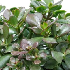 Crassula Ovata - Jade Plant 17 Crassula Ovata - Jade Plant -Plant Promotion Store Crassula ovata Jade Plant Leaves