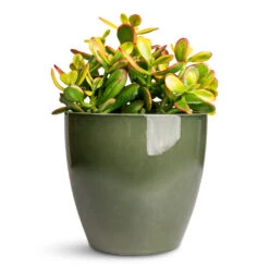 Sven Plant Pot - Sage 16 Sven Plant Pot - Sage -Plant Promotion Store Crassula ovata Sunset 17x30cm Sven Pot Sage 20x19cm 1