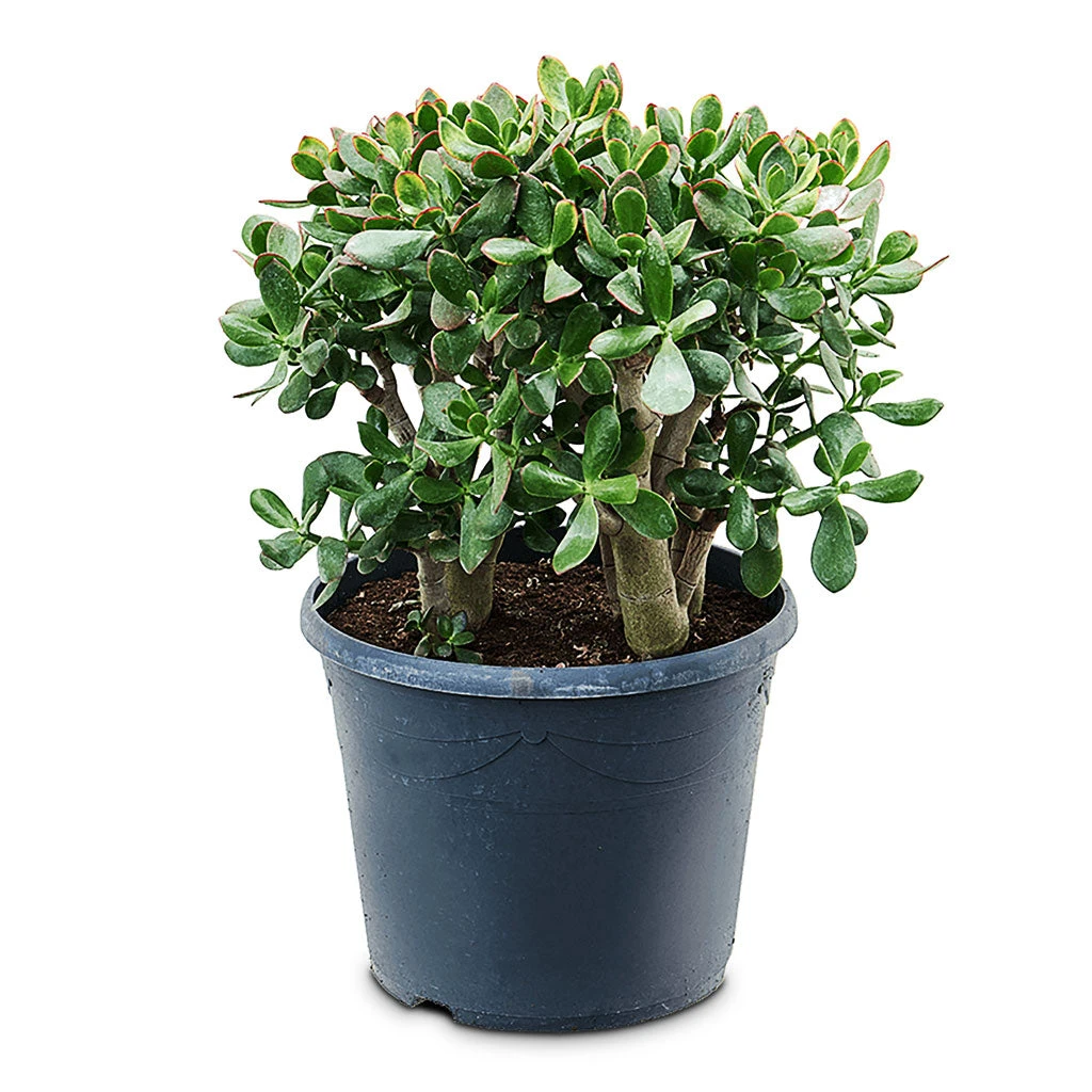 Crassula Ovata Sunset - Jade Plant 15 Crassula Ovata Sunset - Jade Plant - Image 13