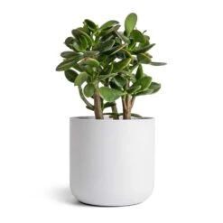 Lisbon Plant Pot - White -Plant Promotion Store Crassula ovata Sunset Jade Plant 12 2x25cm Lisbon Plant Pot White 15x15cm b352aec9 167b 4c54 9e2d 8a2b4d69b1e0