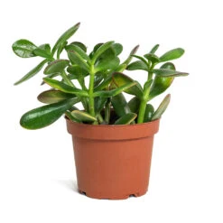 Crassula Ovata Sunset - Jade Plant 18 Crassula Ovata Sunset - Jade Plant -Plant Promotion Store Crassula ovata Sunset Jade Plant 12cm New