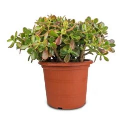 Crassula Ovata Sunset - Jade Plant 24 Crassula Ovata Sunset - Jade Plant -Plant Promotion Store Crassula ovata Sunset Jade Plant 30x50cm