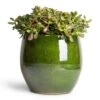 Crassula Ovata Sunset - Jade Plant 2 Crassula Ovata Sunset - Jade Plant -Plant Promotion Store Crassula ovata Sunset Jade Plant 30x50cm Aimee Plant Pot Pear 38x34cm