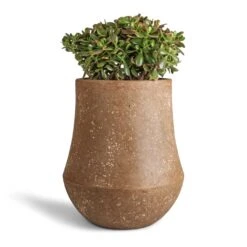 Crassula Ovata Sunset - Jade Plant 25 Crassula Ovata Sunset - Jade Plant -Plant Promotion Store Crassula ovata Sunset Jade Plant 30x50cm Polystone Coated Darcy Planter Rock 47x56.5cm b06dc466 4586 4678 a84a cc3e652eec58