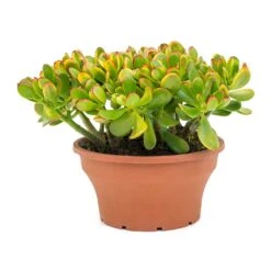 Crassula Ovata Sunset - Jade Plant 22 Crassula Ovata Sunset - Jade Plant -Plant Promotion Store Crassula ovata Sunset Jade Plant Large