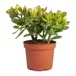 Crassula Ovata Sunset - Jade Plant 20 Crassula Ovata Sunset - Jade Plant -Plant Promotion Store Crassula ovata Sunset Jade Plant Medium