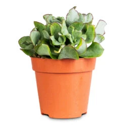 Crassula Ovata Undulata - Curly Jade Plant -Plant Promotion Store Crassula ovata Undulata 12x25cm
