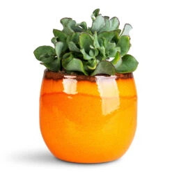 Charlotte Plant Pot - Orange -Plant Promotion Store Crassula ovata Undulata 12x25cm Charlotte Pot Orange 15x13cm 1