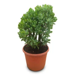Crassula Ovata Undulata - Curly Jade Plant -Plant Promotion Store Crassula ovata Undulata 30x60cm