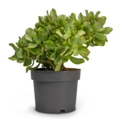 Crassula Ovata Undulata - Curly Jade Plant -Plant Promotion Store Crassula ovata Undulata Curly Jade Houseplant 17x25cm