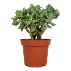 Crassula Ovata Undulata - Curly Jade Plant -Plant Promotion Store Crassula ovata Undulata Curly Jade Plant 14cm 2
