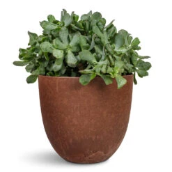Crassula Ovata Undulata - Curly Jade Plant -Plant Promotion Store Crassula ovata Undulata Curly Jade Plant 17x25cm Bola Artstone Plant Pot Oak 23x20cm
