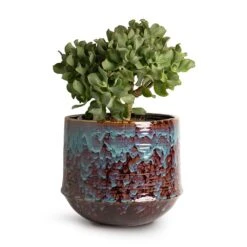 Crassula Ovata Undulata - Curly Jade Plant -Plant Promotion Store Crassula ovata Undulata Curly Jade Plant 17x25cm Noud Plant Pot Marrakesh 26x22cm 25125ee1 1075 460e b6e9 2325675ab9df