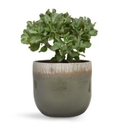 Crassula Ovata Undulata - Curly Jade Plant -Plant Promotion Store Crassula ovata Undulata Curly Jade Plant 17x25cm Tarra Plant Pot Forest 23x20cm d7d47608 b3fe 455a a11b 8619bedfe272
