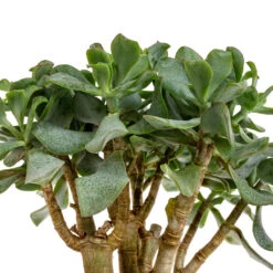 Crassula Ovata Undulata - Curly Jade Plant -Plant Promotion Store Crassula ovata Undulata Curly Jade Plant DETAIL