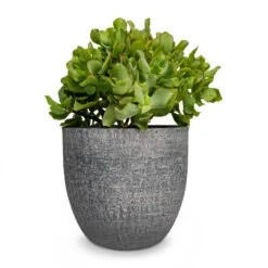 Crassula Ovata Undulata - Curly Jade Plant -Plant Promotion Store Crassula ovata Undulata Curly Jade Plant Karlijn Plant Pot Anthracite 22x20cm