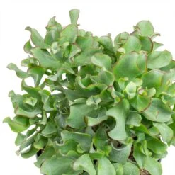 Crassula Ovata Undulata - Curly Jade Plant -Plant Promotion Store Crassula ovata Undulata Curly Jade Plant Leaves