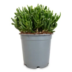 Crassula Ovata Gollum - Jade Plant 19 Crassula Ovata Gollum - Jade Plant -Plant Promotion Store Crassula ovata gollum jade plant 14cm