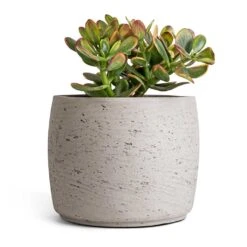Crassula Ovata Sunset - Jade Plant 19 Crassula Ovata Sunset - Jade Plant -Plant Promotion Store Crassula ovata sunset Jade Plant 17x30cm Mini Valerie Plan tPot Grey Washed 22x17cm