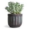 Crassula Perforata - String Of Buttons 1 Crassula Perforata - String Of Buttons -Plant Promotion Store Crassula perforata String Of Buttons 10.5x20cm Duncan Plant Pot Blue Gold 14x13cm