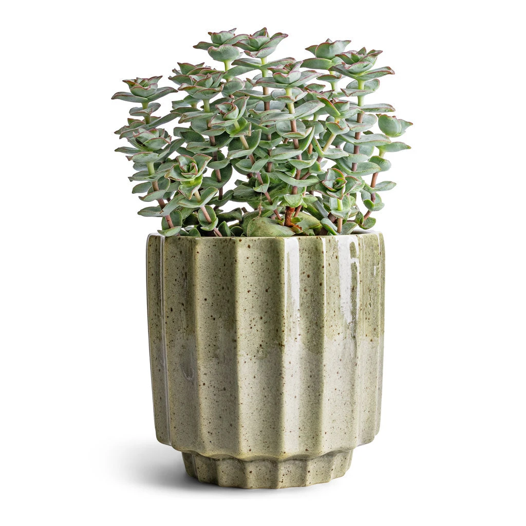 Lugano Scalloped Plant Pot - Green 9 Lugano Scalloped Plant Pot - Green - Image 7