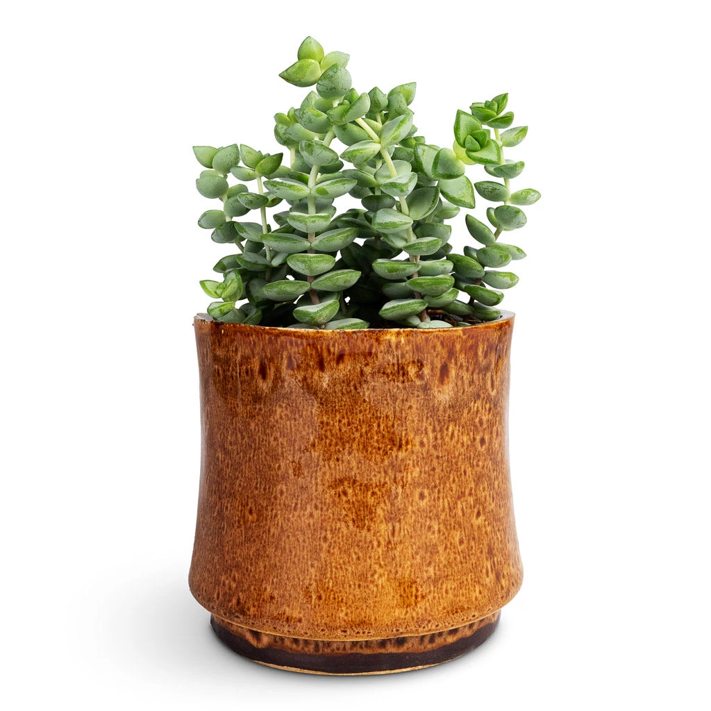 Nolan Plant Pot - Caramel 10 Nolan Plant Pot - Caramel - Image 8