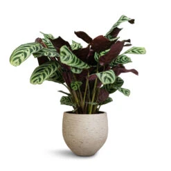 Ctenanthe Burle Marxii Amabilis - Never Never Plant -Plant Promotion Store Ctenanthe Burle Marxii Armargis Never Never Plant 14x30cm Mini Orb Kevan Plant Pot Grey Washed