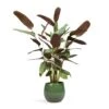 Ctenanthe Compact Star - Never Never Plant 2 Ctenanthe Compact Star - Never Never Plant -Plant Promotion Store Ctenanthe Compact Star Never Never Plant 17x70cm Mischa Plant Pot Forest Green 22x18cm