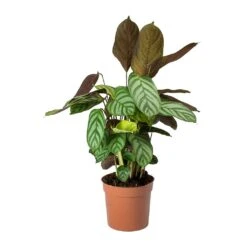 Ctenanthe Compact Star - Never Never Plant -Plant Promotion Store Ctenanthe Compact Star Never Never Plant