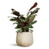 Ctenanthe Burle Marxii Amabilis - Never Never Plant 1 Ctenanthe Burle Marxii Amabilis - Never Never Plant -Plant Promotion Store Ctenanthe burle marxii Amabilis 14x30cm Celeste Pot Cream 21x17cm